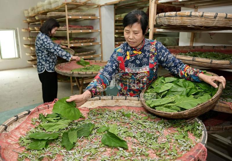 澳门最精准正最精准龙门蚕,精选解释解析落实